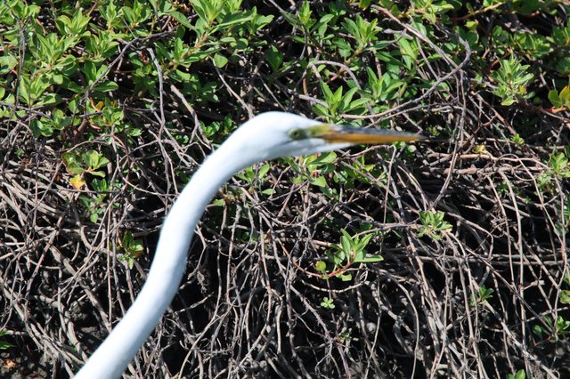 Great Egret Hunting in Wetland Vegetation