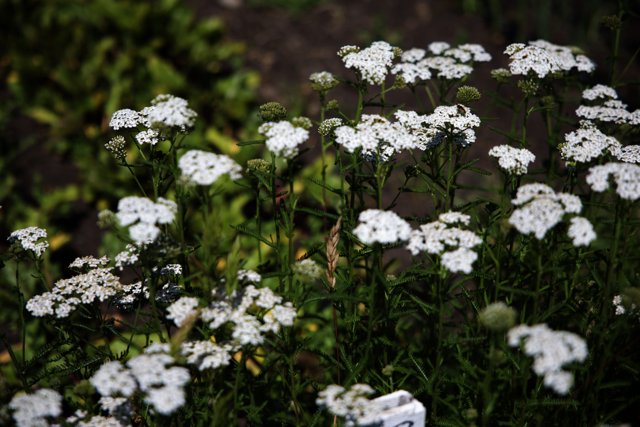 Delicate White Daisies in Bloom