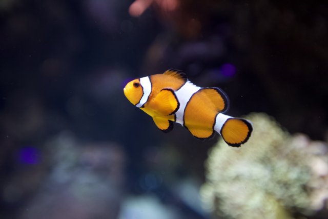 Colorful Clownfish in Aquarium