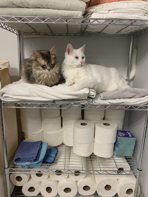 Double Trouble on the Toilet Paper Shelf