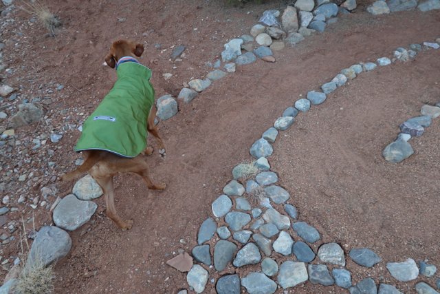 A Canine Adventure on the Rocky Path