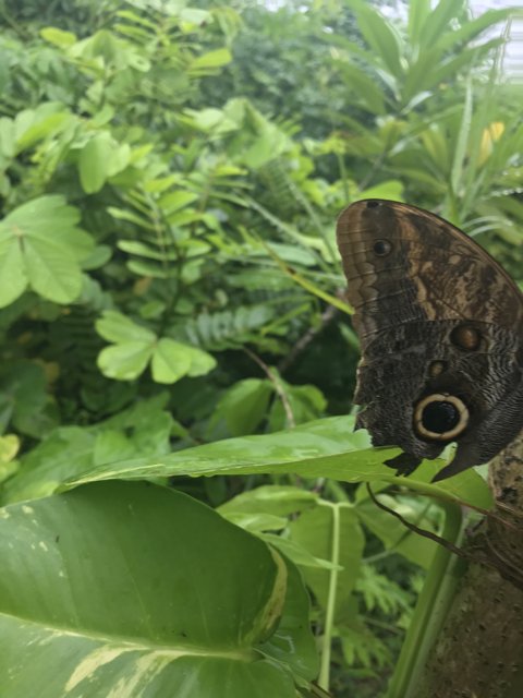 The Bug-Eye Butterfly