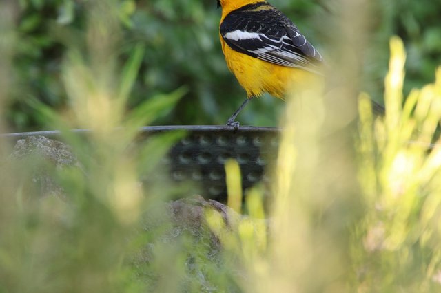 Hooded Oriole Perched at Garden Bird Bath