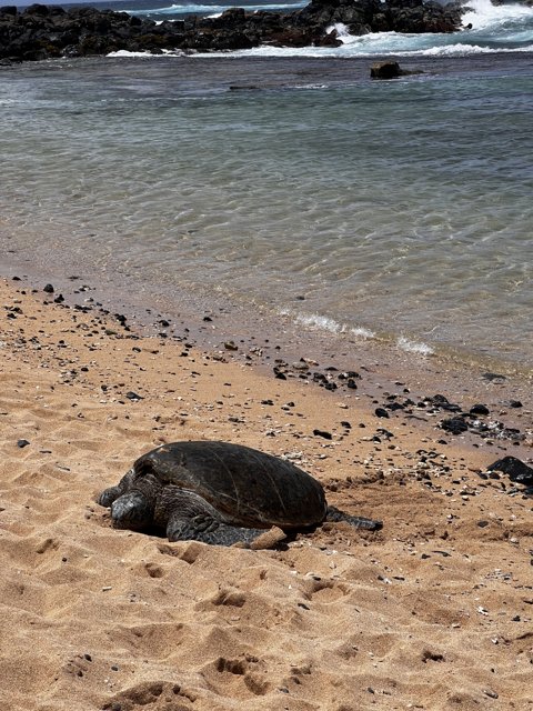 Sunbathing Sea Turtle