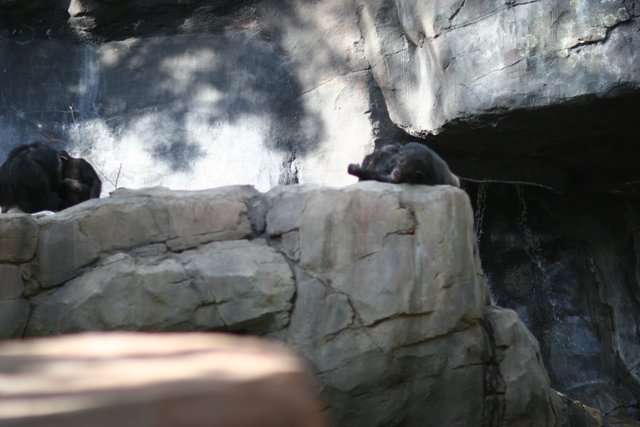A Pair of Pensive Black Bears On A Slate Rock