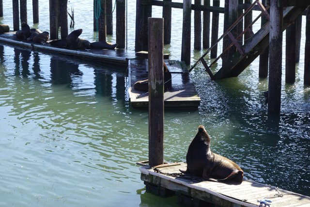 Sea Lions Sunbathe on Dock
