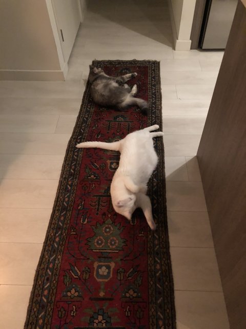 Feline Friends on a Hardwood Floor Rug