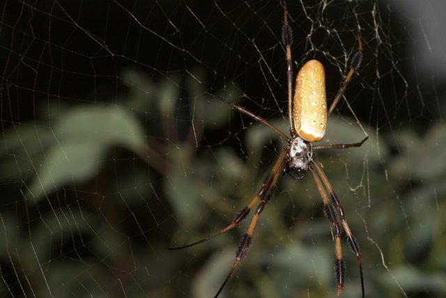 Garden Spider Strikes a Pose