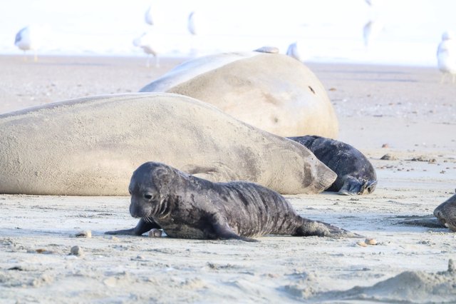 Elephant Seal Pup with Adults at Drakes Beach