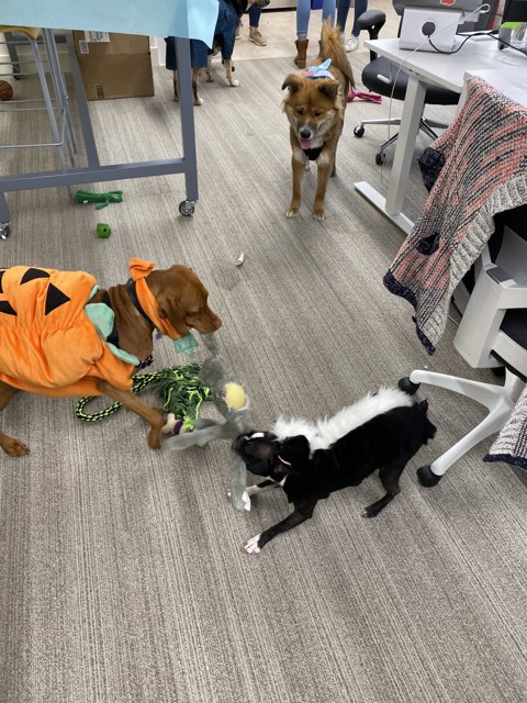 Halloween Costumed Canines Playing Fetch