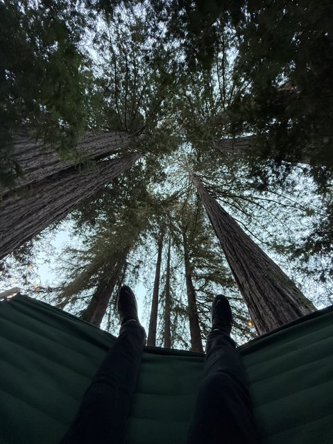 Tranquil Suspense Among Giants