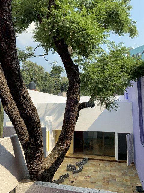 Majestic Tree in Villa Courtyard