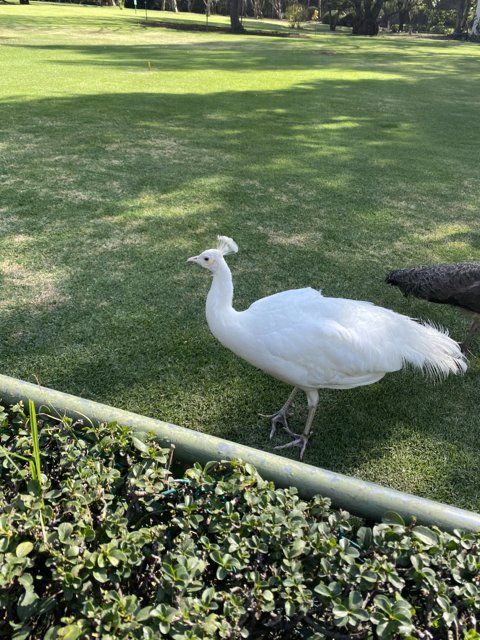 White Bird in Xochimilco