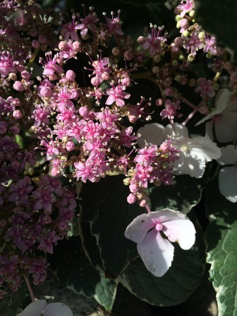Geranium Blossoms in Altadena