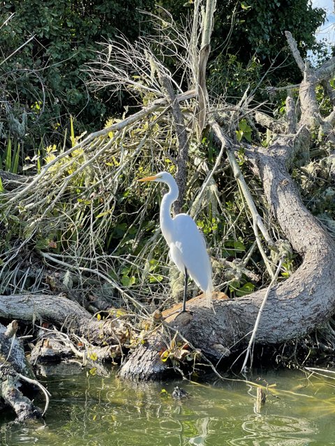Great Egret at Stow Lake