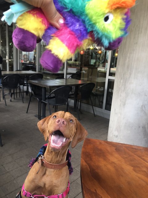 A Vizsla's Toy-Time at the Table
