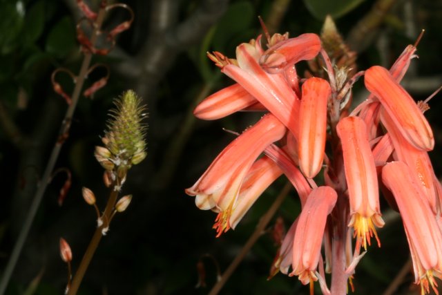 Red Acanthaceae Flower in Full Bloom