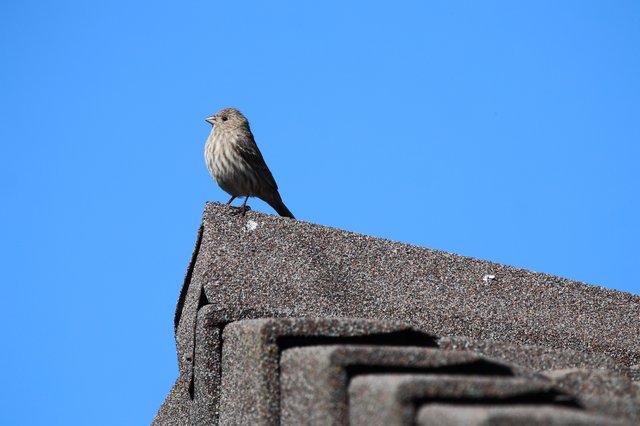 House Finch Perched on Rooftop Against Clear Blue Sky