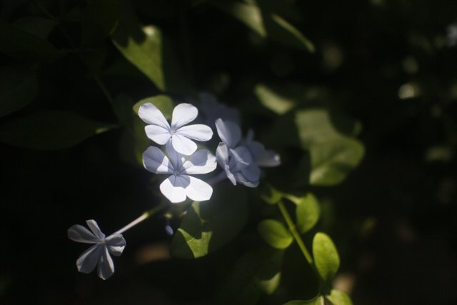 Blue Geranium Flowers in Altadena