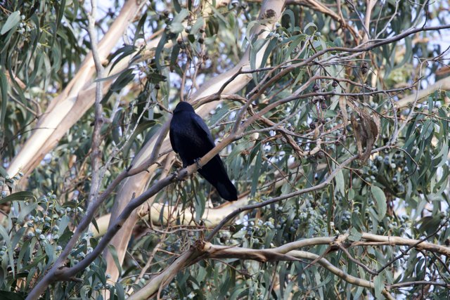 The Intriguing Blackbird of Fort Mason