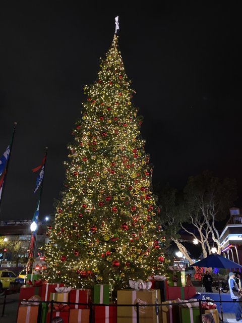 The Majestic Christmas Tree of San Francisco