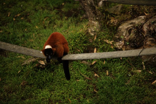 The Red Ruffed Lemur at San Francisco Zoo