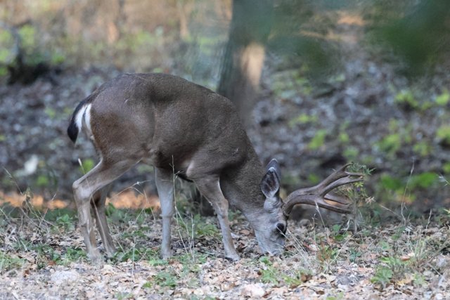 **Graceful Morning Grazer**