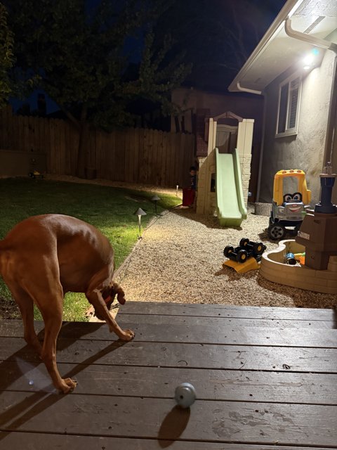 Evening Playtime in the Backyard