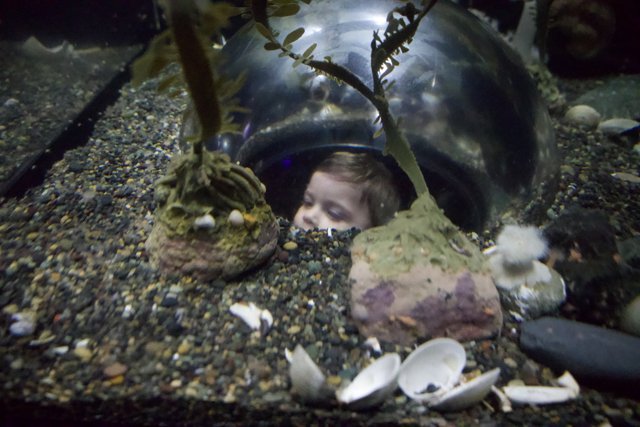 Underscored Curiosity: The Aquarium Exploration