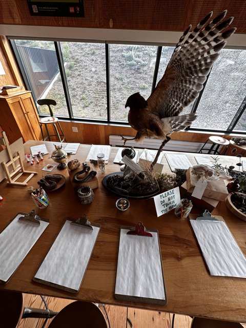 Majestic Hawk on a Wooden Tabletop