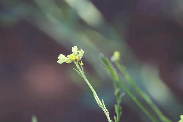 Delicate Wild Bloom on Mt. Diablo's Juniper Canyon Trail
