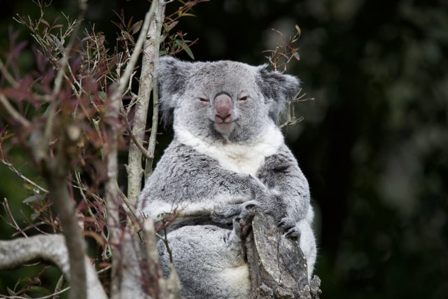 Koala Encounter at SF Zoo