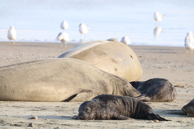 Elephant Seal Mother and Pups Resting at Drakes Beach