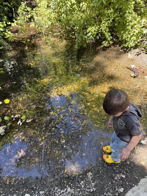 Curious Steps in Nature