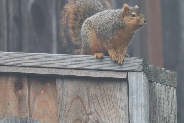 Fox Squirrel Perched Alert on Weathered Wooden Fence
