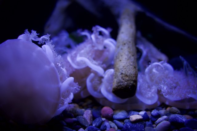 Majestic Jellyfish Encounter at Aquarium of the Bay, 2024