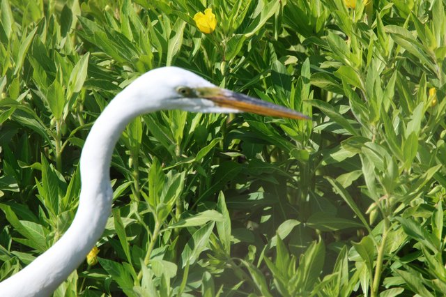 Great Egret Foraging in Lush Spring Wetland Meadow