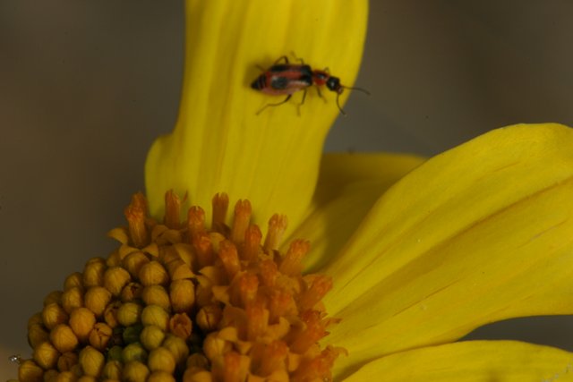Pollinator on a Daisy
