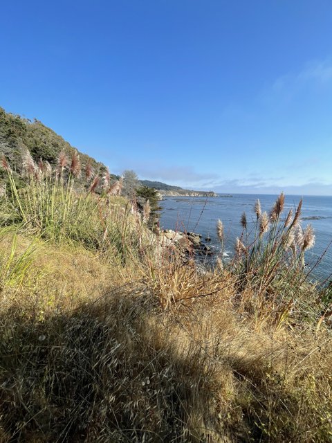 Scenic View of the Ocean and Tall Grass at Jenner, California