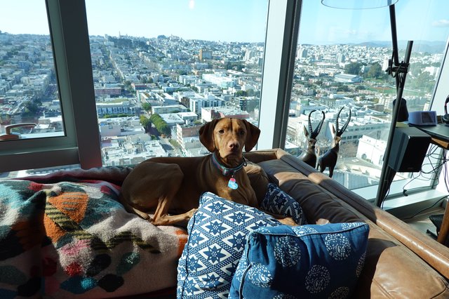 Dog Relaxing in High-Rise Apartment Overlooking City