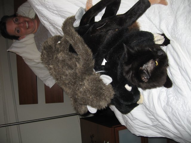 Black Cat Wearing Giant Spider Costume on Bed
