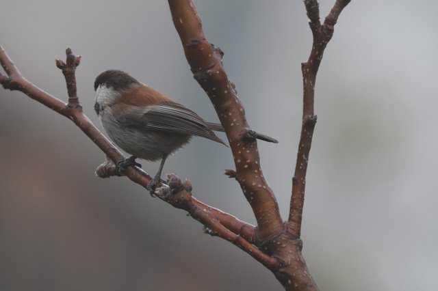Boreal Chickadee Perched on Snowy Branch in Winter