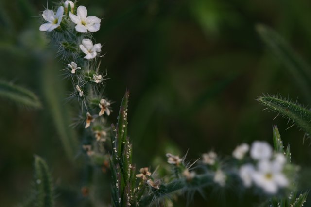 Beautiful Geranium Flowers in the Grass