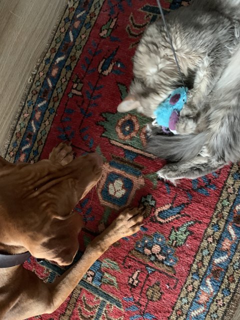 A Furry Playdate on the Rug