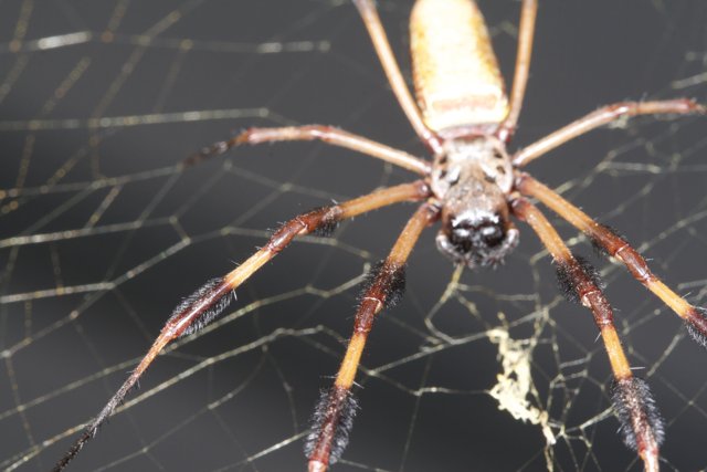 A Garden Spider with Long Legs and Body