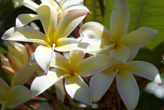 Tropical Radiance: Plumeria Blossoms in Sunlight