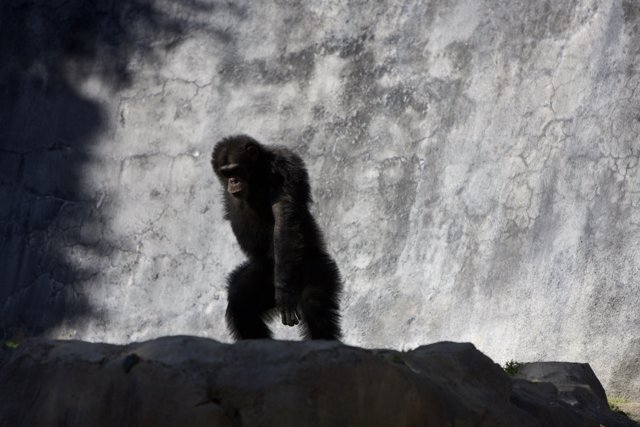 Chimpanzee Posing on a Rock
