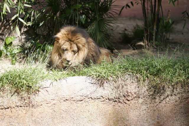 Majestic Lion Relaxing in the Zoo's Grass