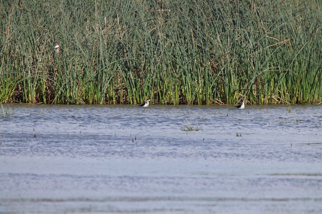 Wading Birds in Wetland Marsh at Yolo Bypass