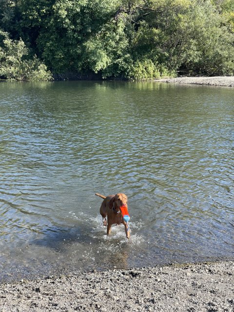 Canine Water Adventure